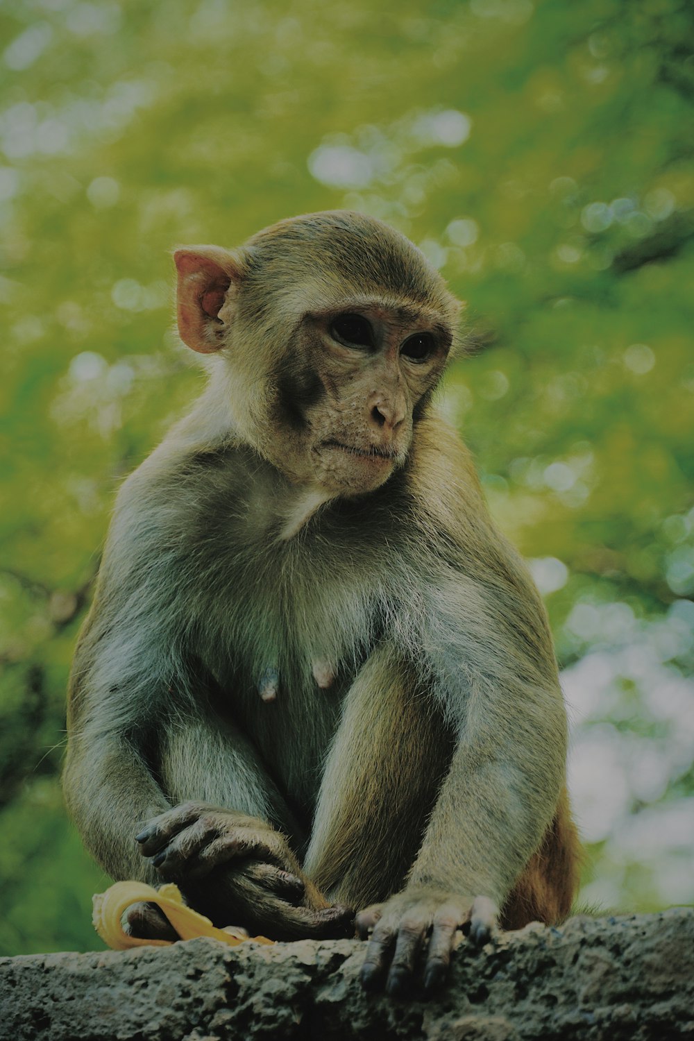 brown monkey sitting on brown wooden surface during daytime