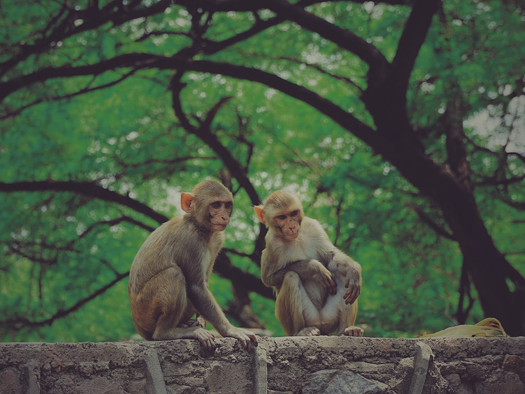 two brown monkeys sitting on brown wooden log during daytime