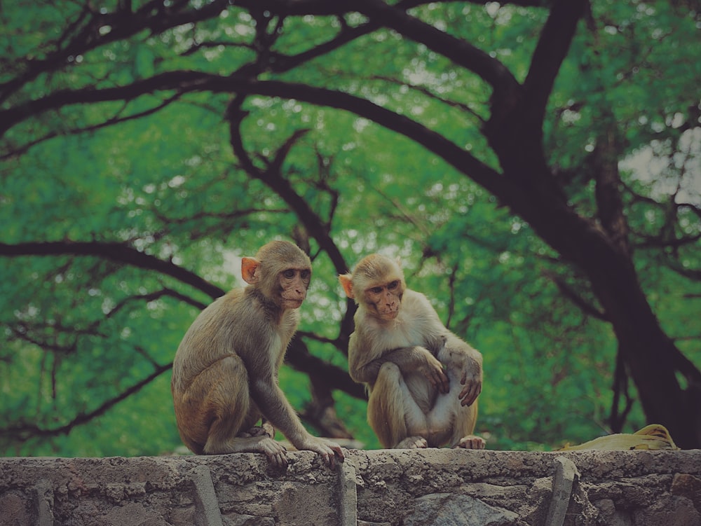 two brown monkeys sitting on brown wooden log during daytime