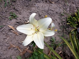 A single white lily flower in full bloom with six petals. The flower is positioned in the center surrounded by soil and some green foliage. The environment is natural, with patches of dirt and small plants visible.