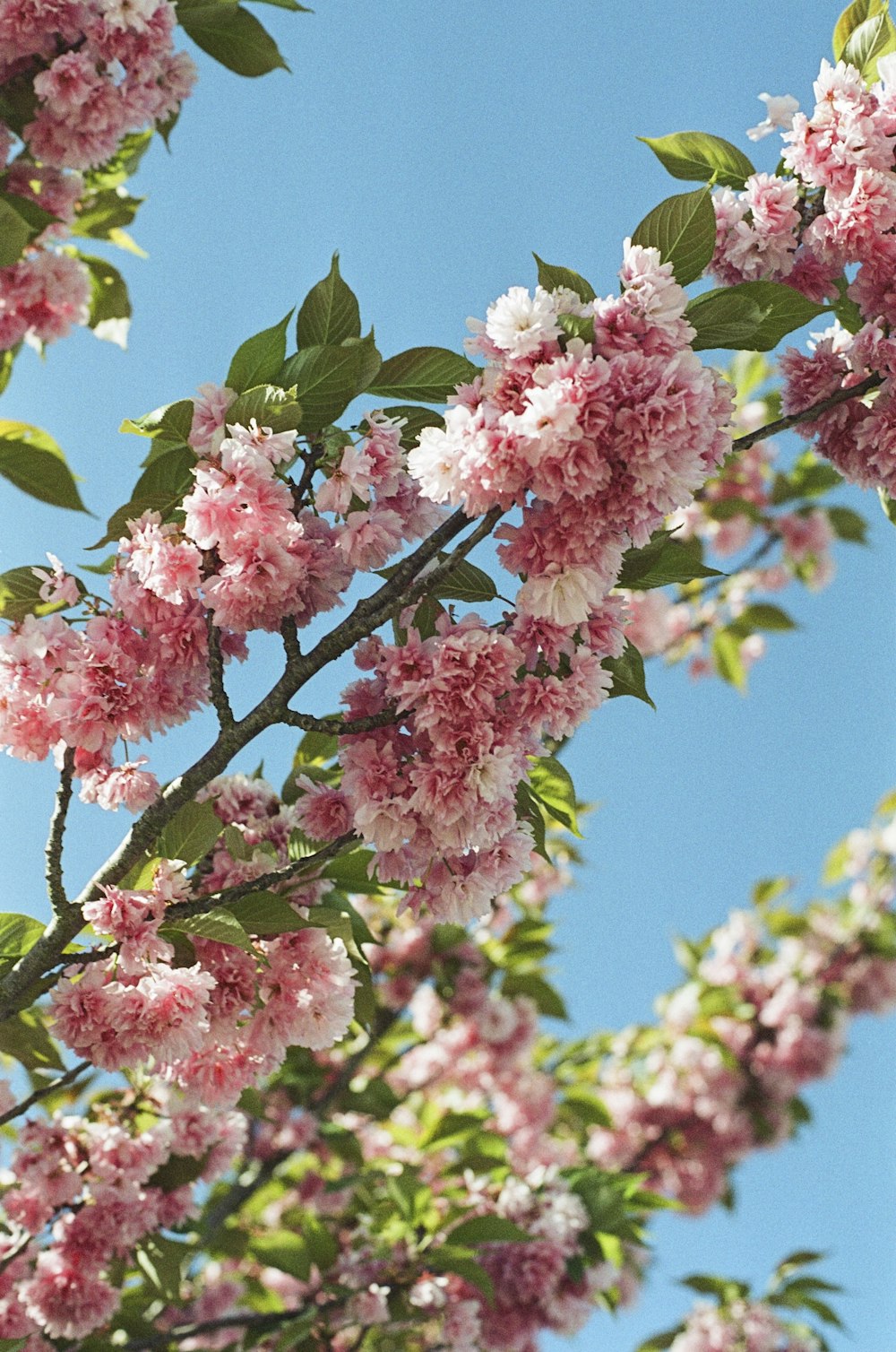 pink and white flowers on tree branch