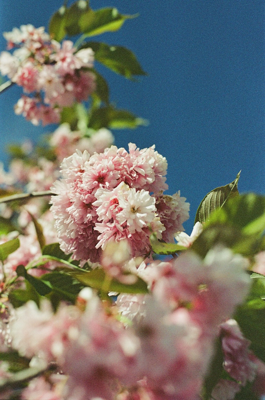 pink and white flower in macro lens