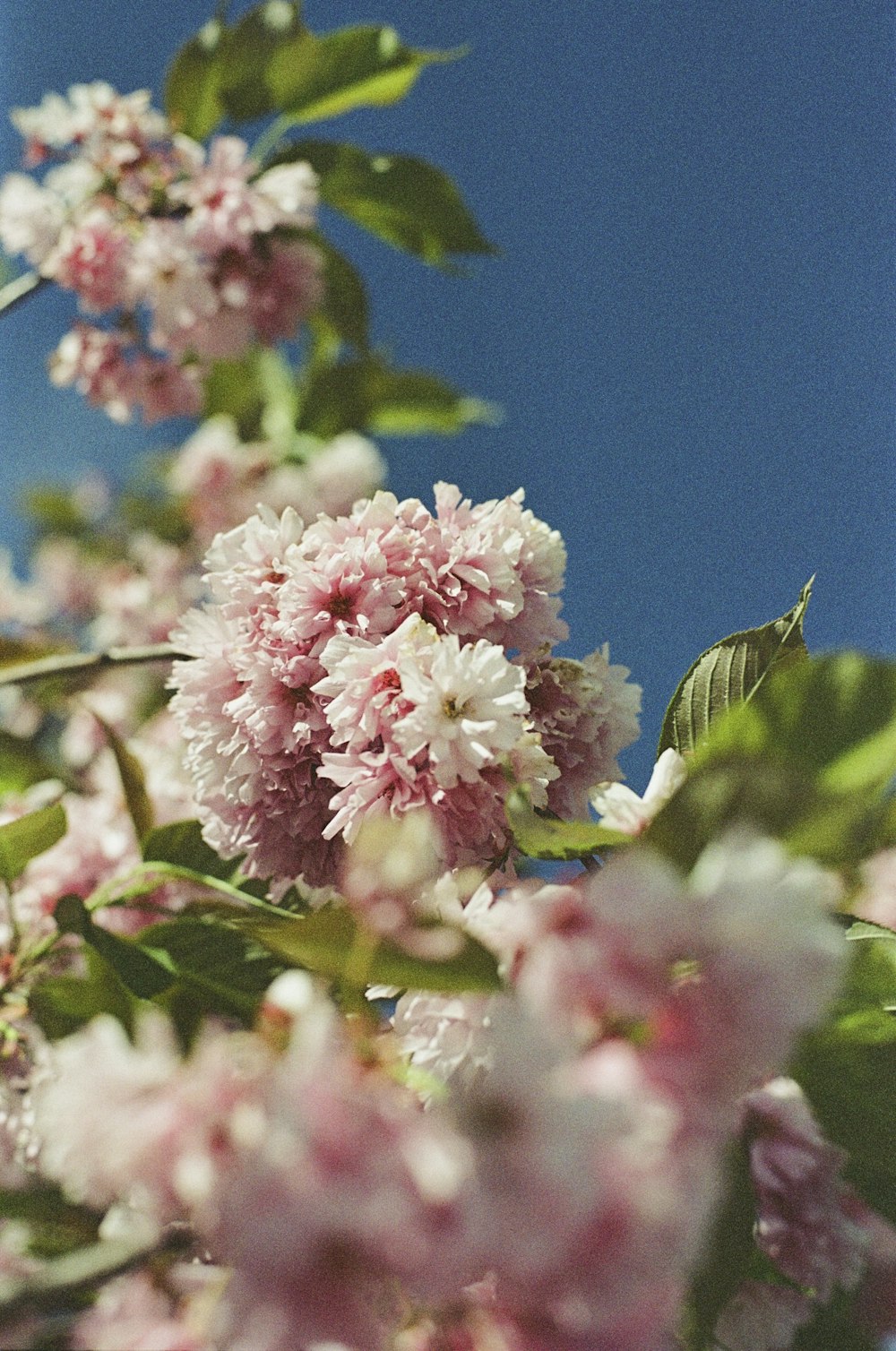 マクロレンズのピンクと白の花