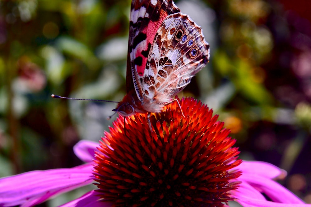brown white and black butterfly on pink flower
