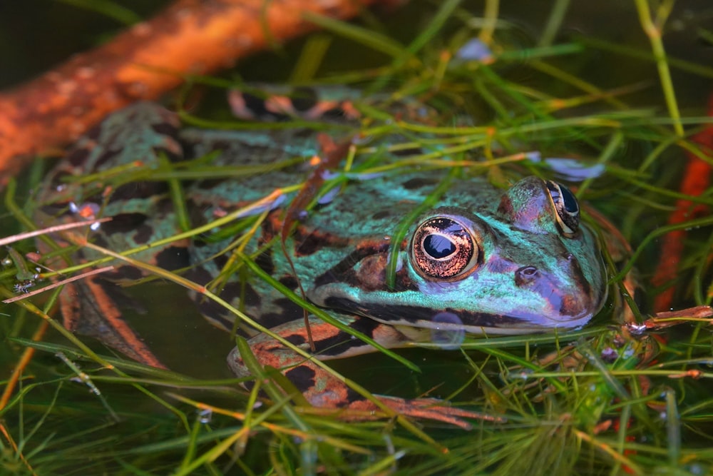 green and brown frog on green grass