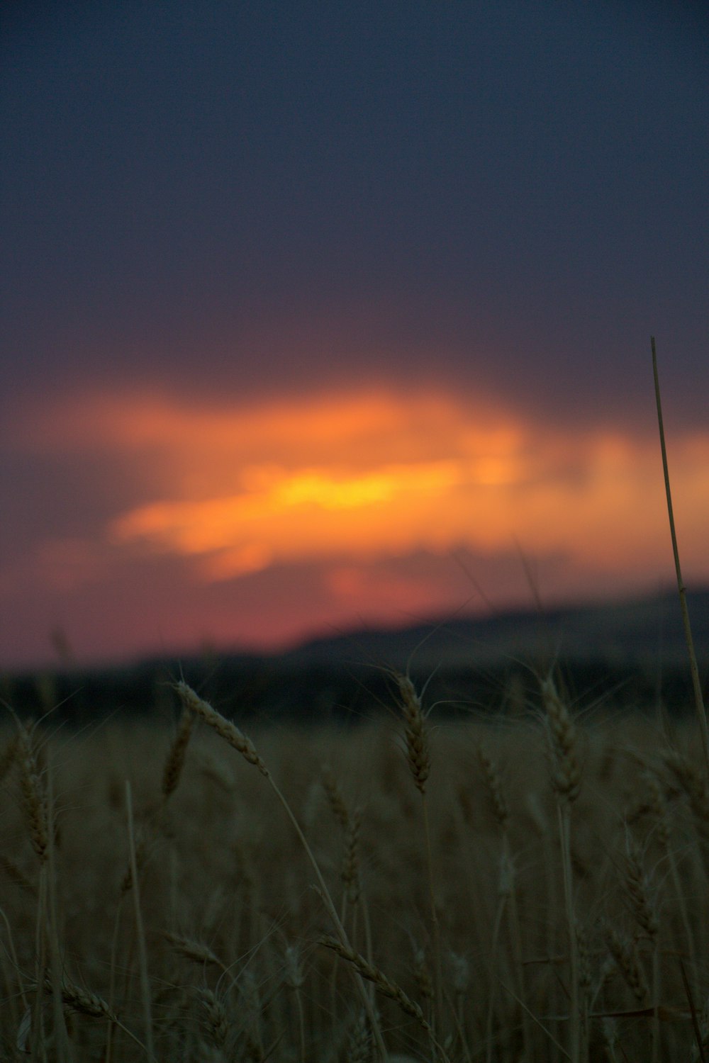 green grass during golden hour