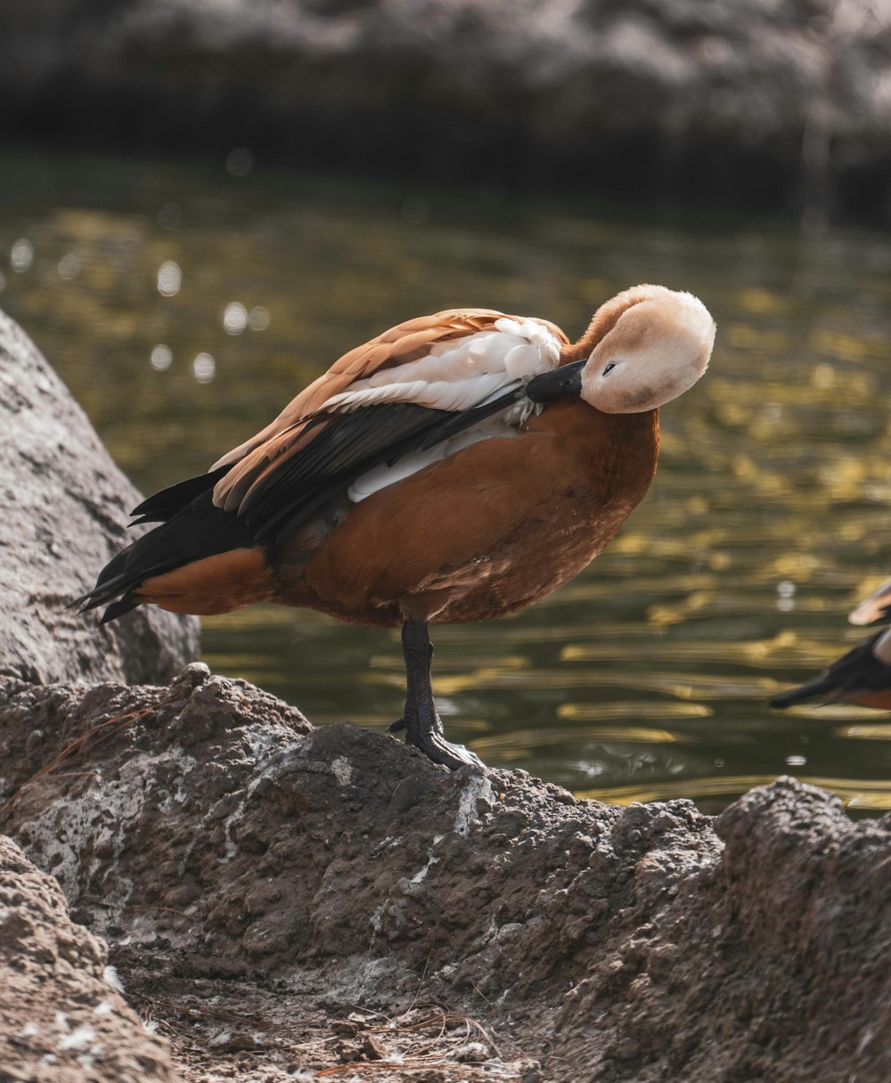 brown duck on gray rock