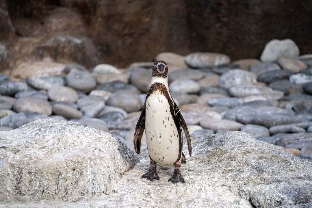 black and white penguin on gray rock