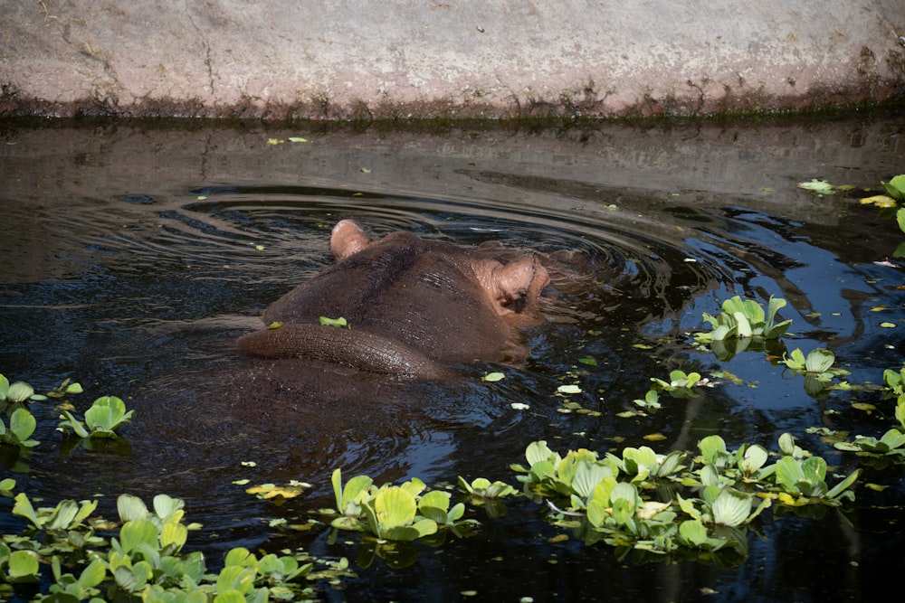 Animale marrone sull'acqua vicino alle foglie verdi durante il giorno