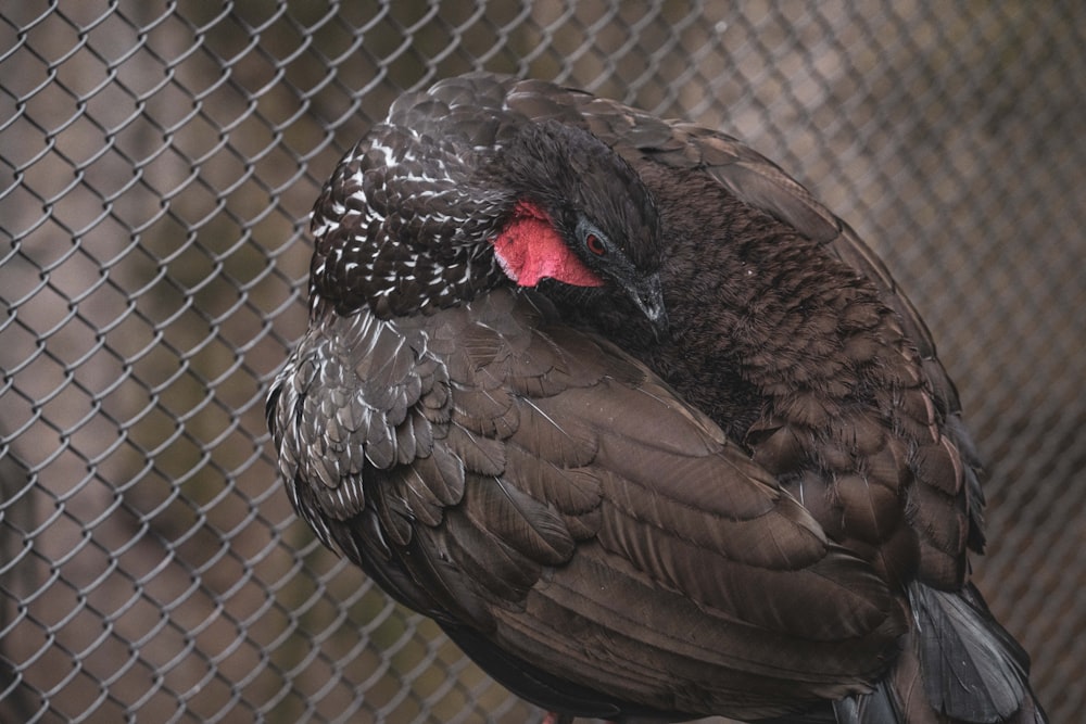 black and white bird on cage