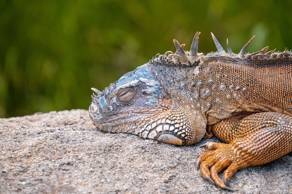 brown and gray bearded dragon on gray rock