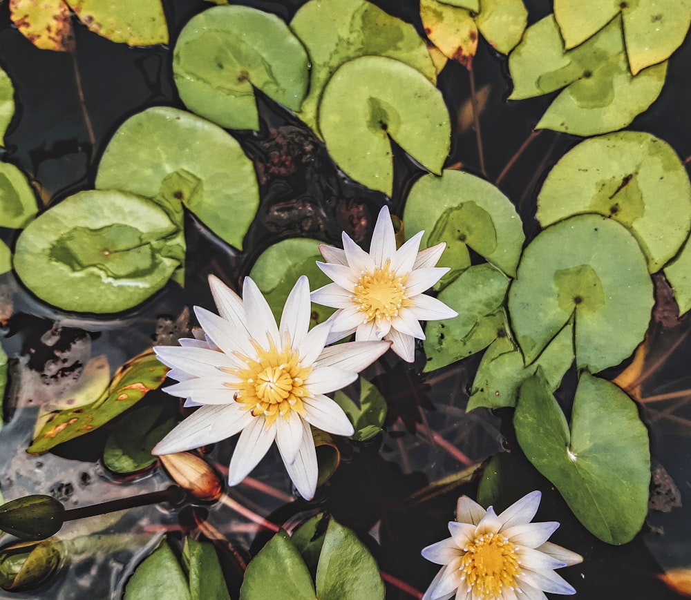 white and yellow flower with green leaves