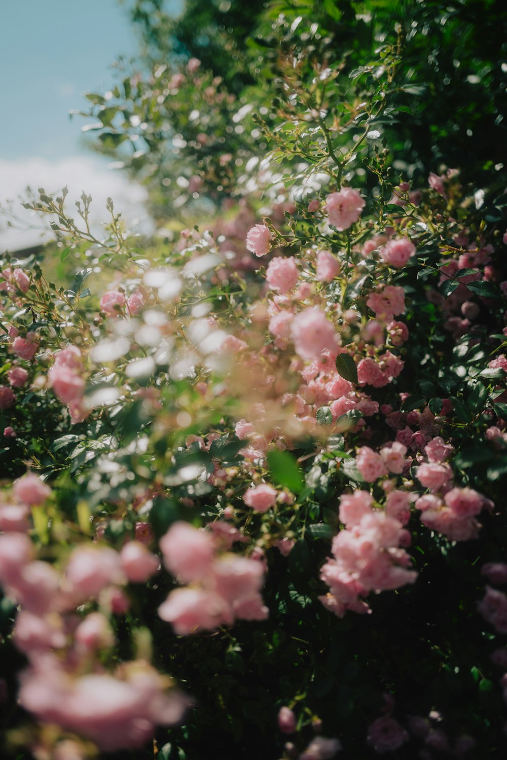 pink and white flowers during daytime