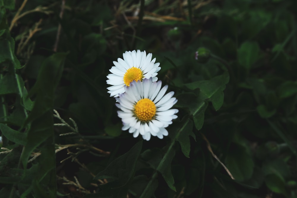 Weißes Gänseblümchen blüht tagsüber