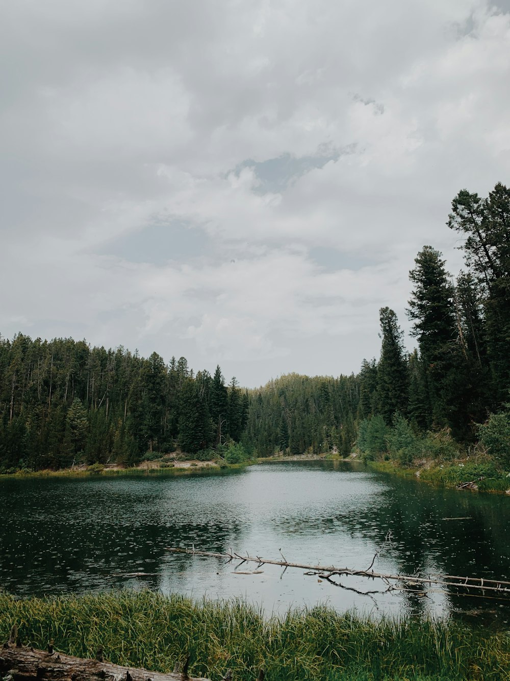 green trees beside river under cloudy sky during daytime