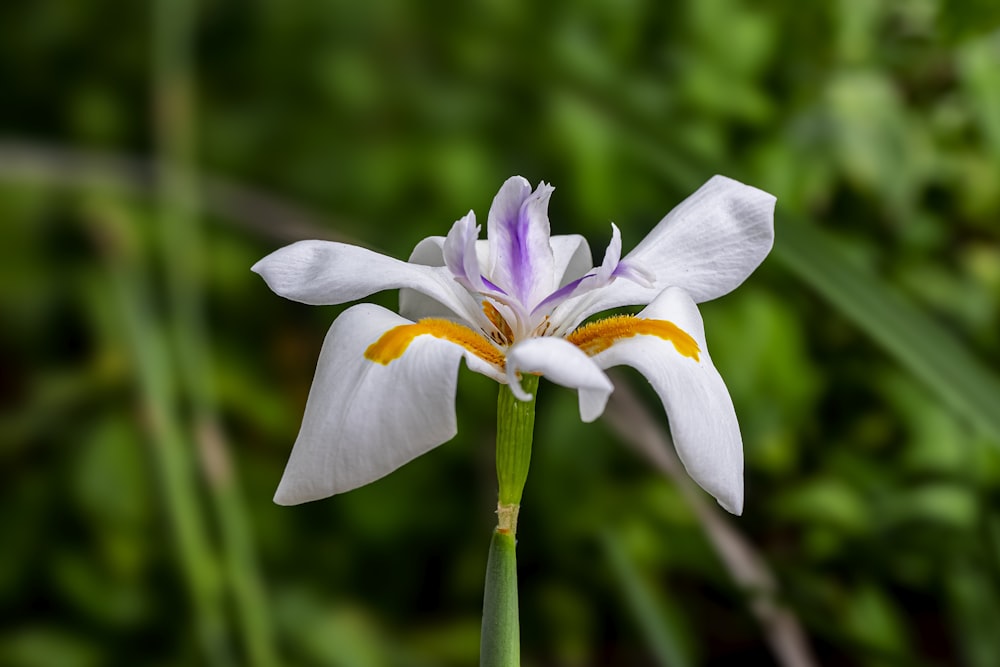 white and purple crocus in bloom during daytime