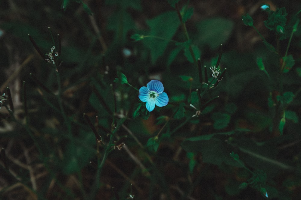 blue flower with green leaves