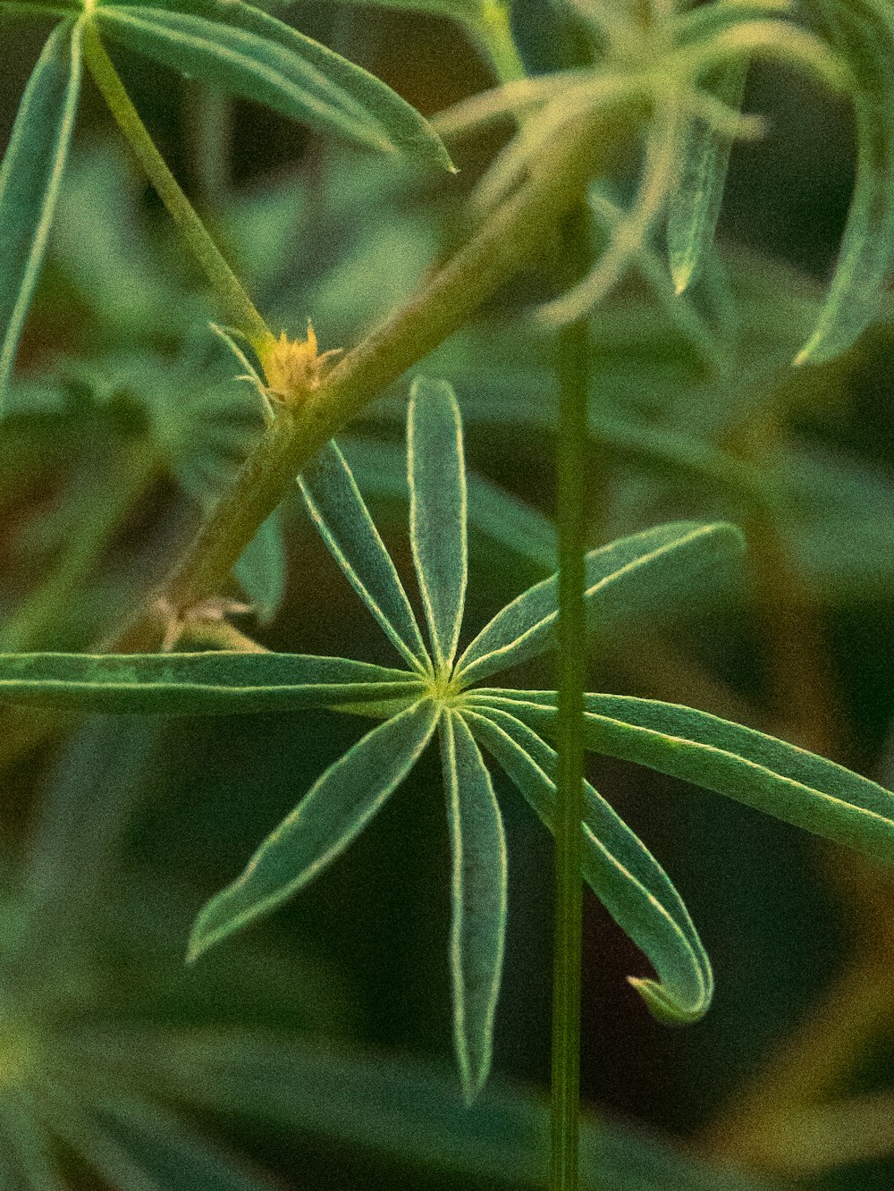 green leaf in macro lens