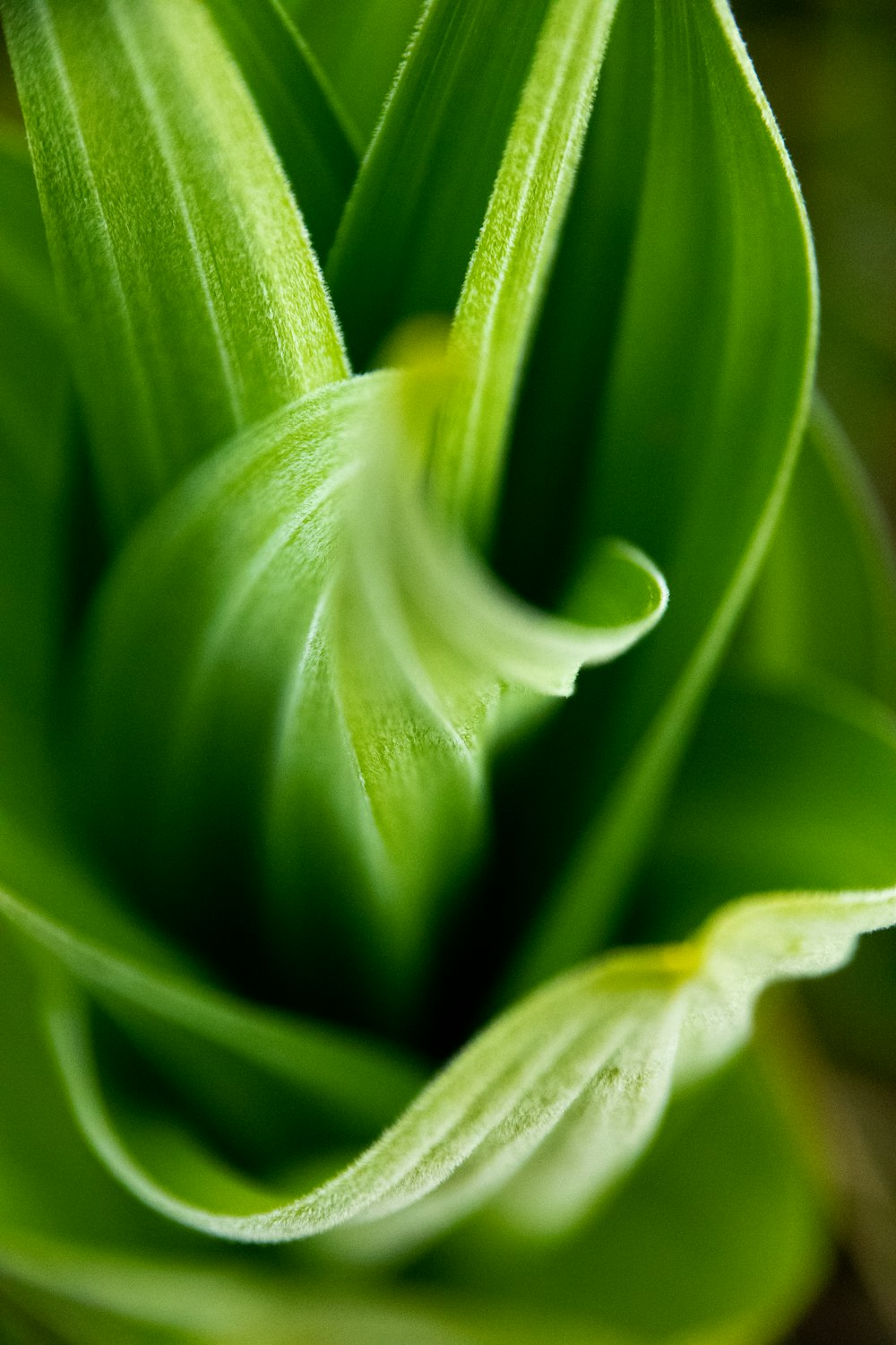 green leaf plant with water droplets