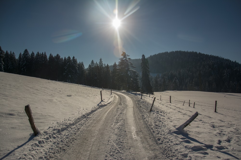 green pine trees on snow covered ground under blue sky during daytime