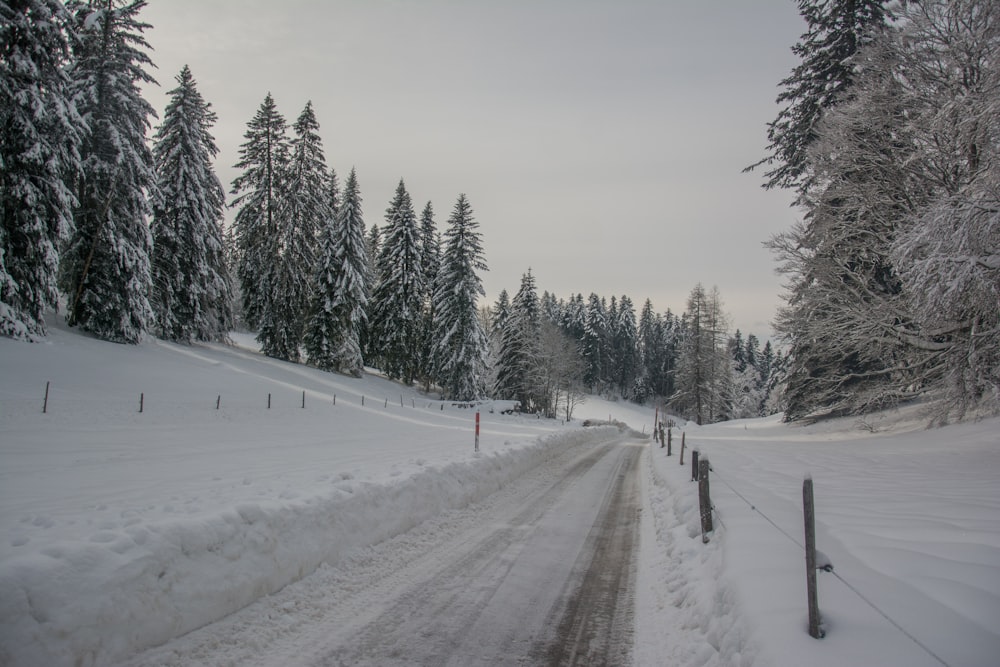 snow covered road between trees during daytime