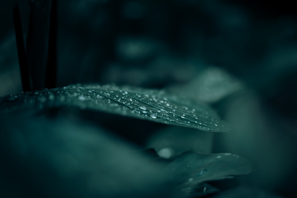 gouttelettes d’eau sur feuille verte