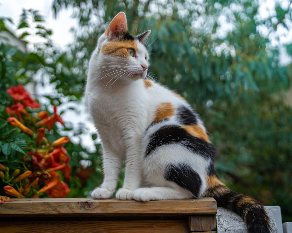 white orange and black cat on brown wooden table