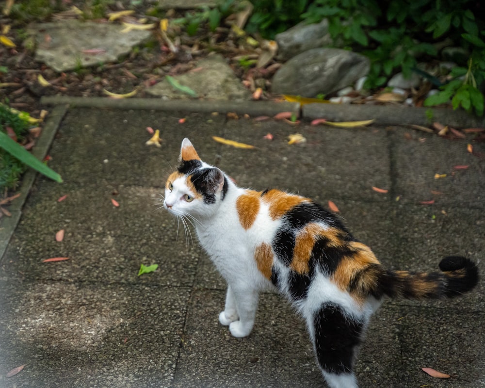 white orange and black cat on gray concrete floor