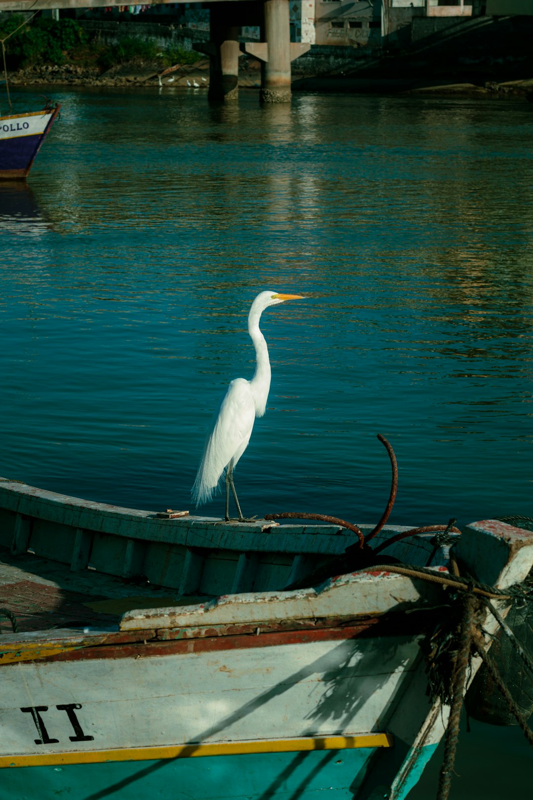 white long beak bird on brown wooden dock during daytime