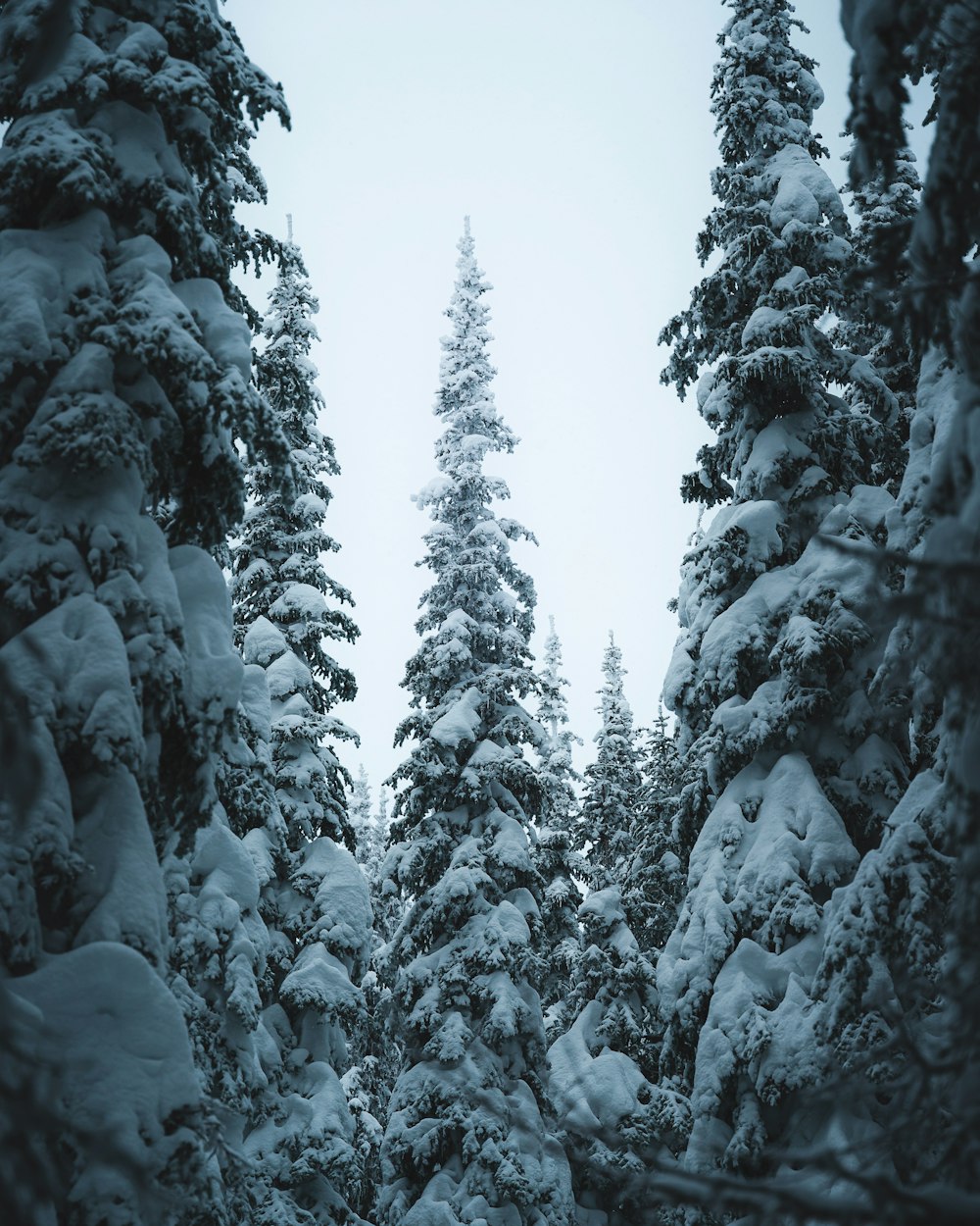 snow covered trees during daytime