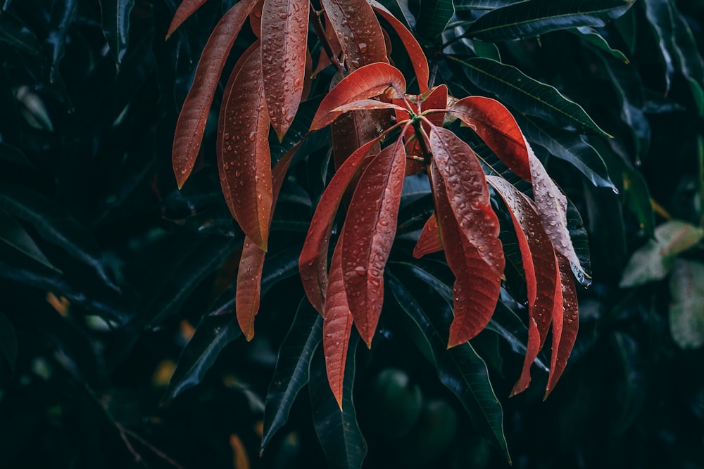 folhas vermelhas na fotografia de perto