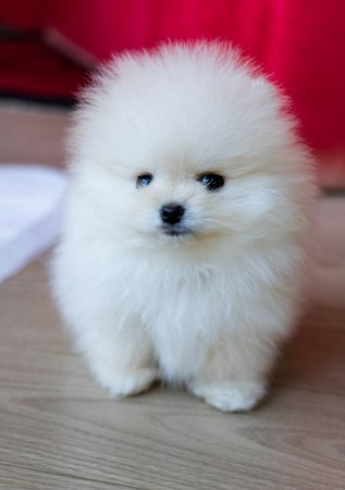 White Pomeranian puppy standing indoors on a wooden floor