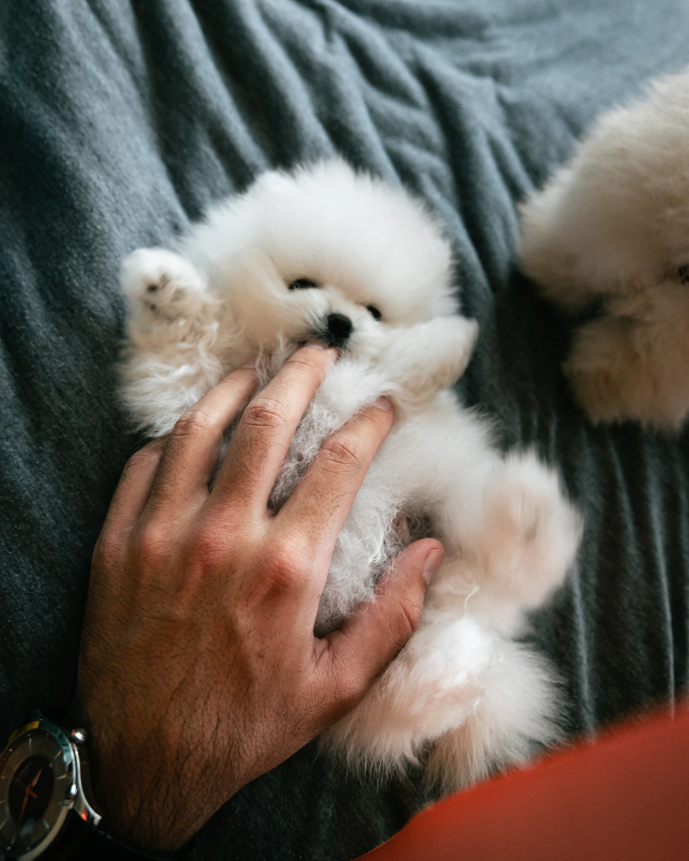 A person gently holding a small fluffy white long-haired dog close to their chest
