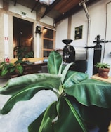 Cozy coworking space with wooden desks and lush green plants