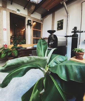 Cozy coworking space with wooden desks and lush green plants