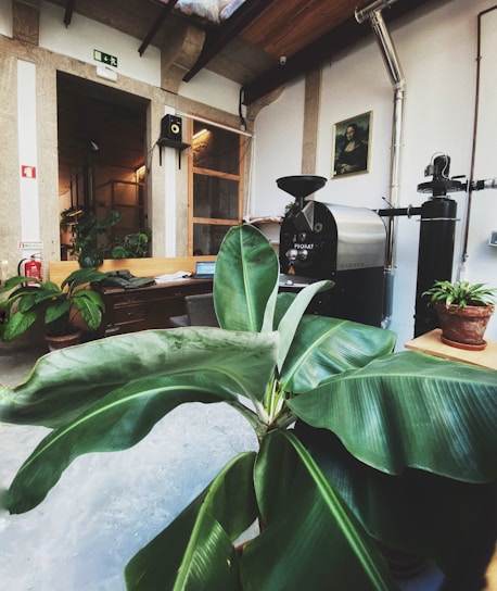 A cozy workspace with a coffee machine next to vibrant potted plants.