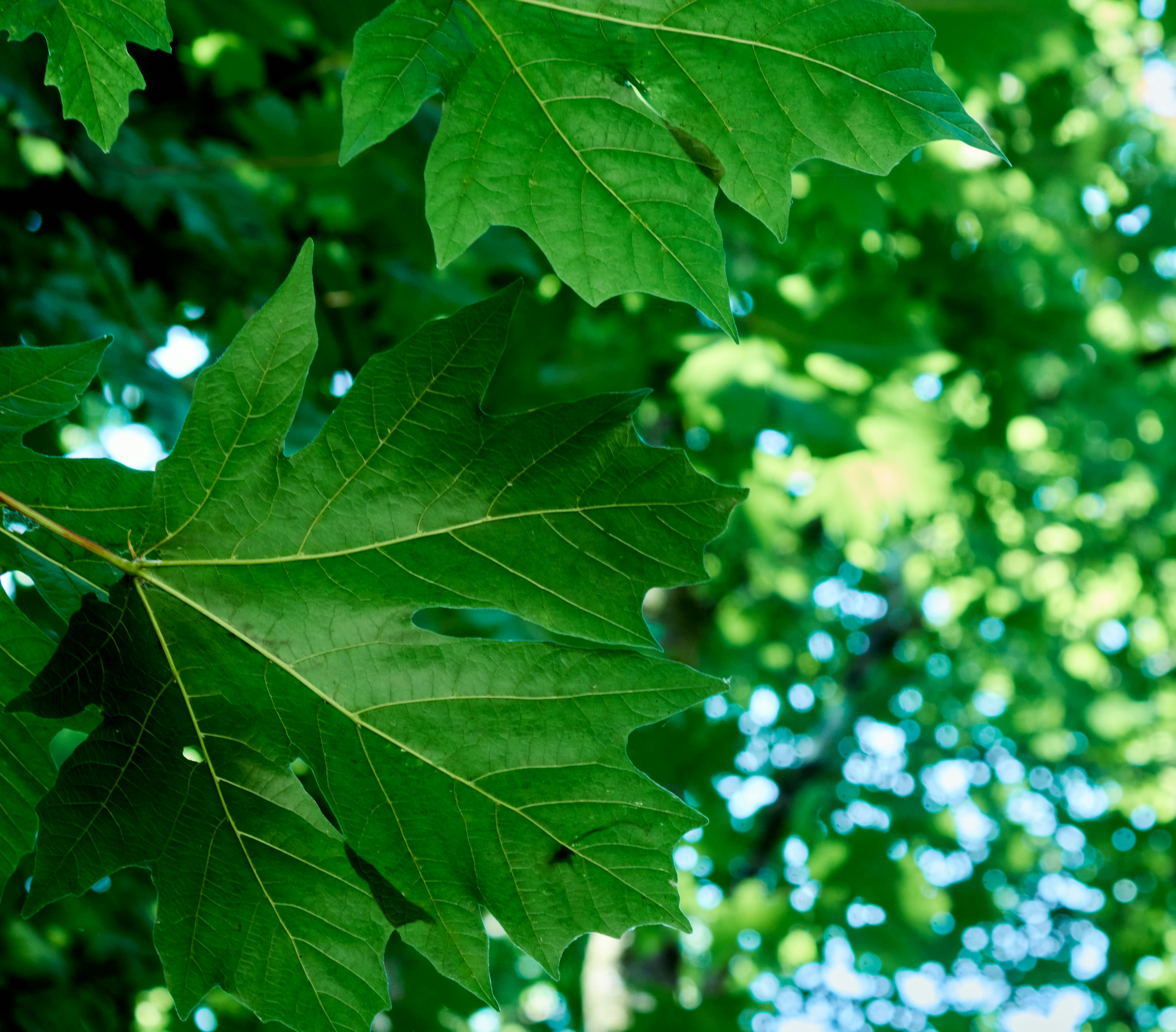 Photo by cedarwheeler