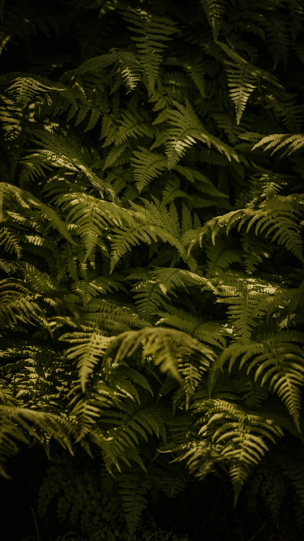 green fern plant in close up photography