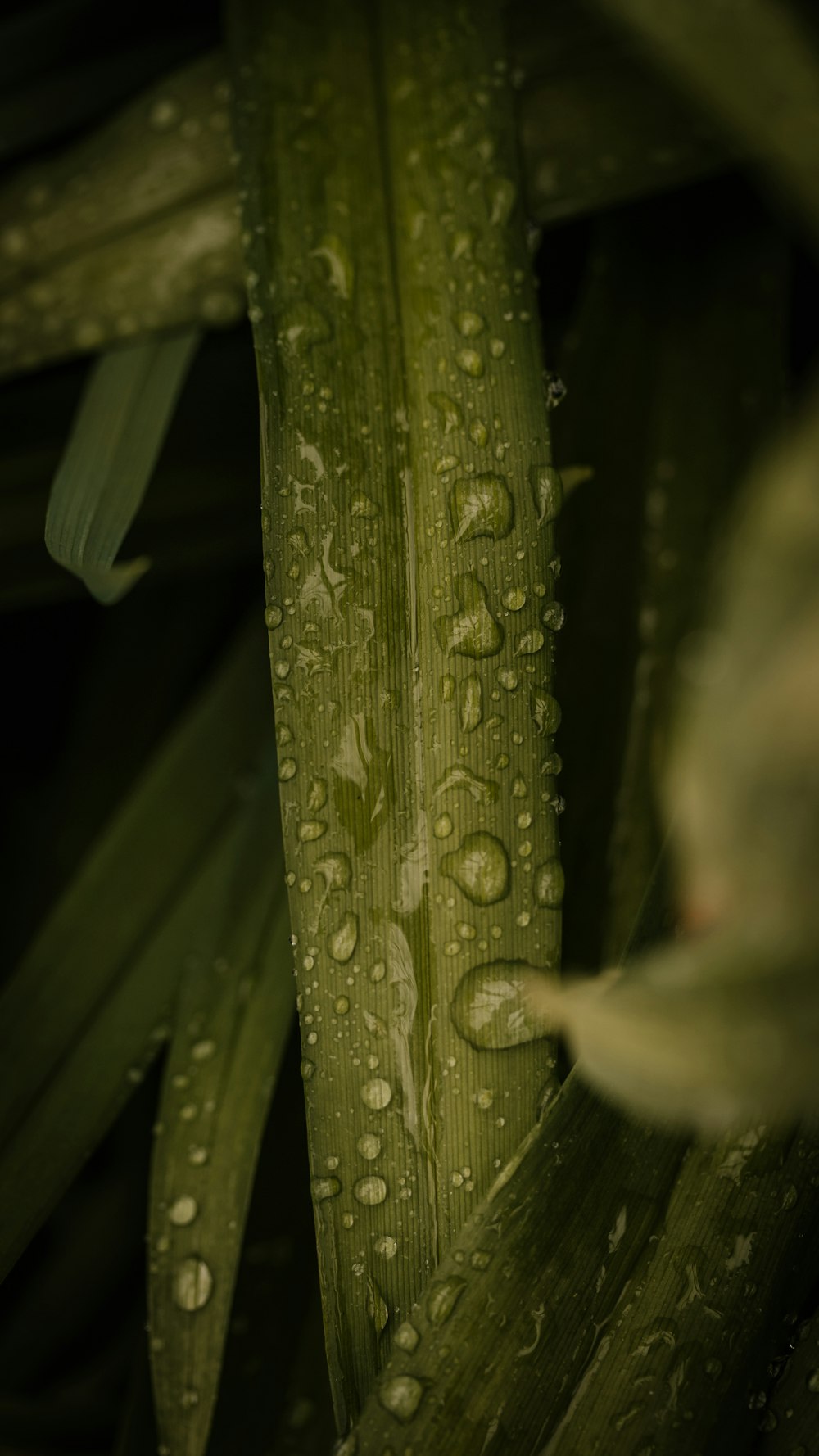 water droplets on green plant