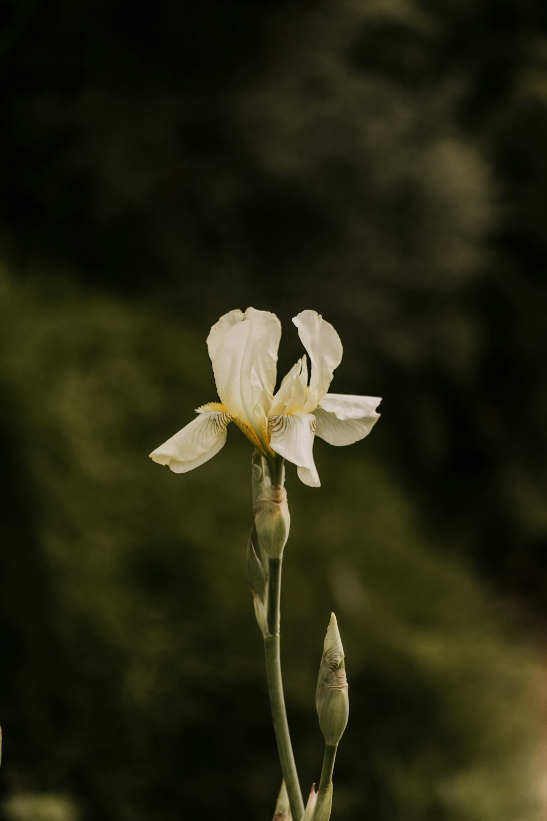 white flower in tilt shift lens