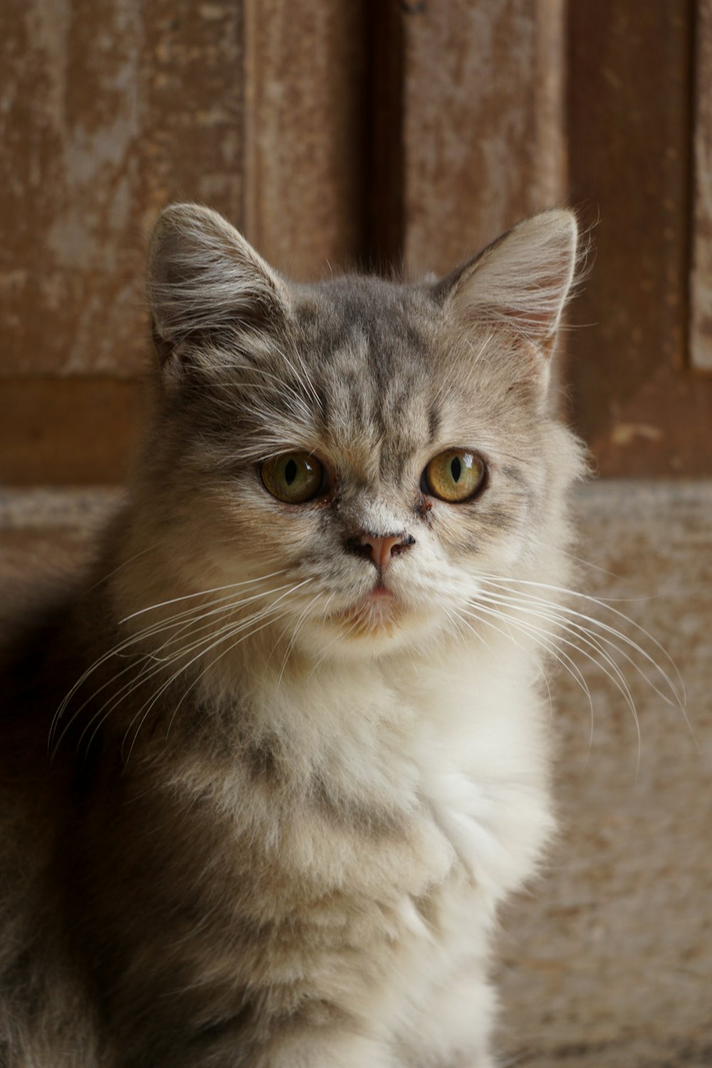 white and gray cat on brown concrete floor