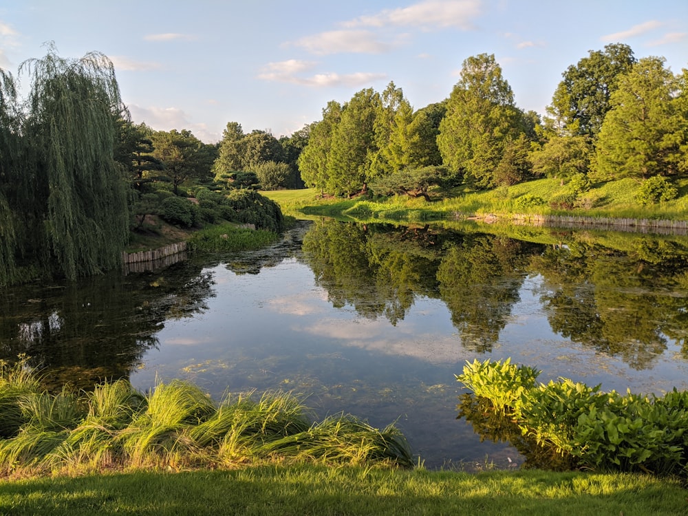 green grass and trees beside river under blue sky during daytime