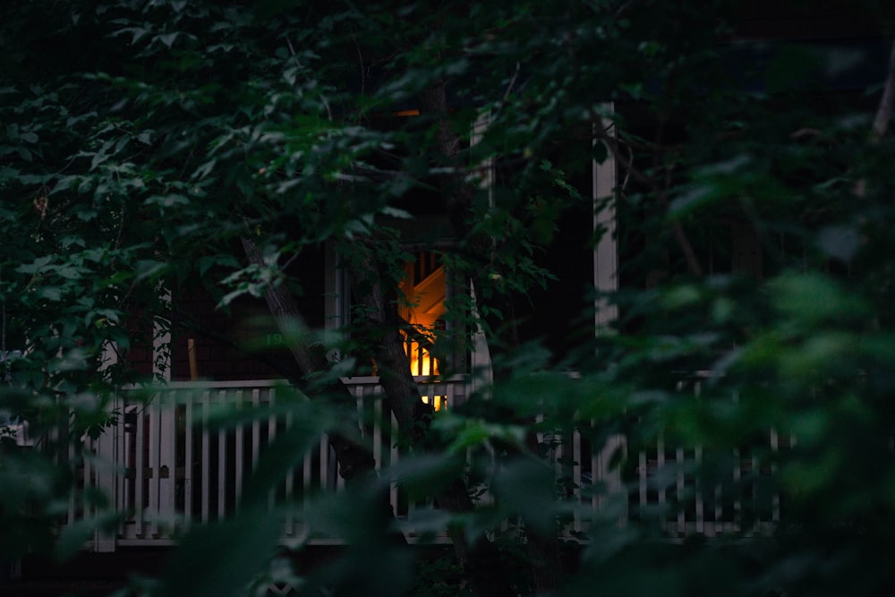 green trees near white wooden fence