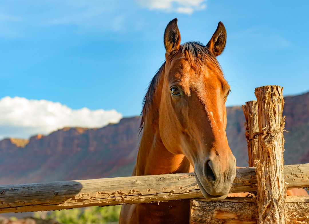 brown horse on brown wooden fence during daytime