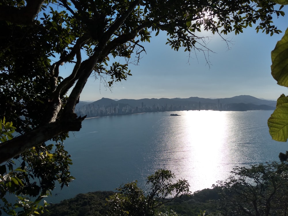 green trees near body of water during daytime