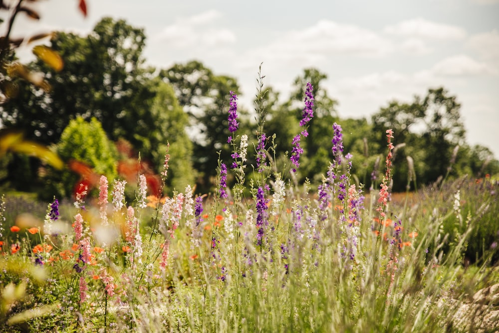 purple flower field during daytime