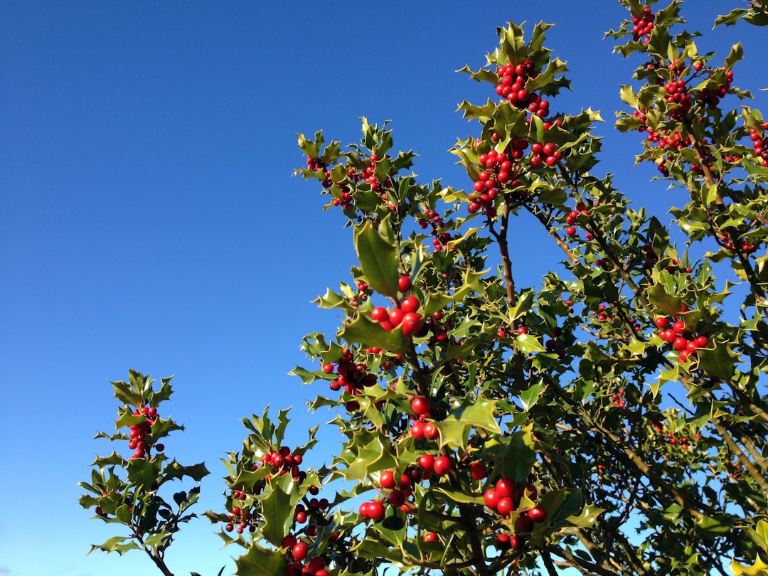 red and green fruit under blue sky during daytime