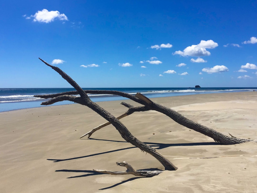 brown tree branch on white sand beach during daytime