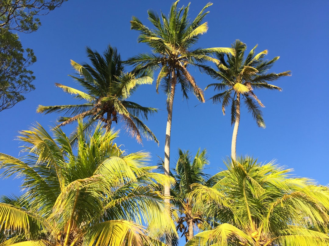 coconut trees under blue sky during daytime