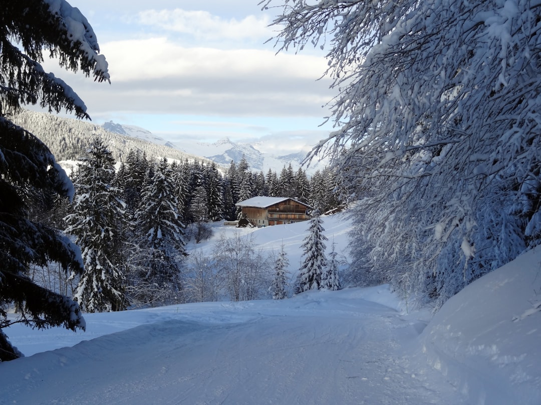 snow covered trees and mountains during daytime